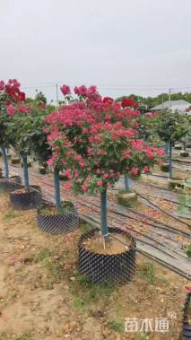 高度180厘米丛生月季