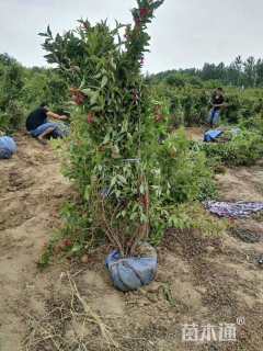 高度120厘米红王子锦带
