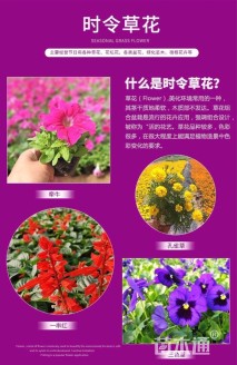 高度15厘米太阳花