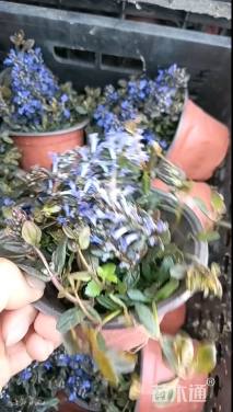 高度20厘米筋骨草