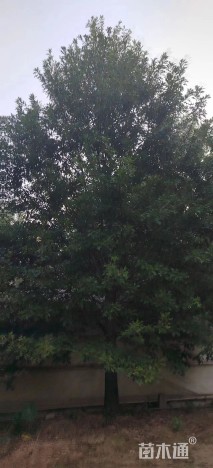 25公分娜塔栎
