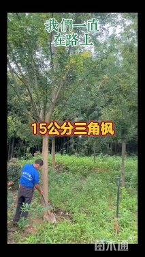 15公分三角枫