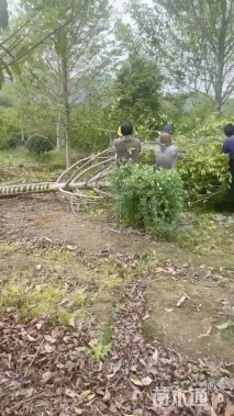 12公分乐昌含笑