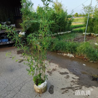 大杯苗早园竹