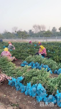 高度70厘米大叶黄杨
