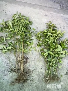 高度55厘米小梾木