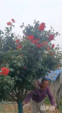 高度160厘米月季