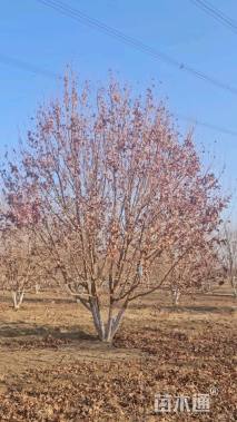 高度300厘米丛生元宝枫