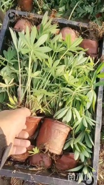 高度15厘米羽扇豆
