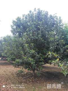 16公分八棱海棠