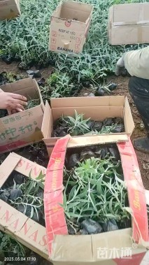 高度20厘米墨西哥鼠尾草