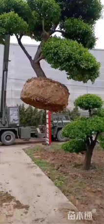 卫矛