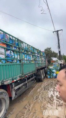 高度40厘米球菊