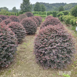 冠幅70厘米红花继木球