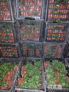 高度10厘米金鸡菊