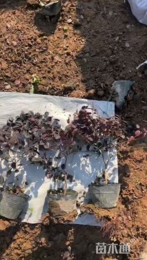 高度20厘米红花继木小苗