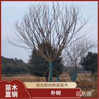 28公分朴树