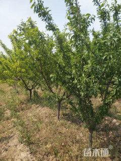 高度300厘米李子树