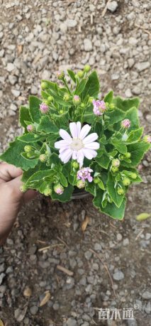 高度25厘米瓜叶菊