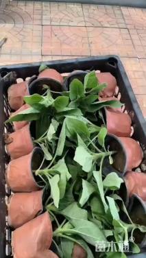 高度16厘米向日葵