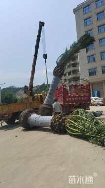 裸干高311厘米加拿利海枣