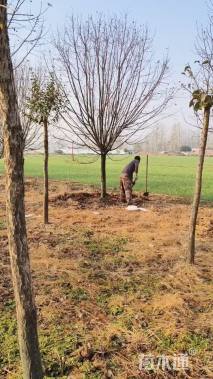 15公分绚丽海棠