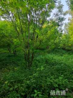 高度500厘米丛生金枝槐