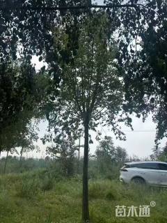 10公分桃叶卫矛