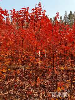 1公分美国红枫-红冠