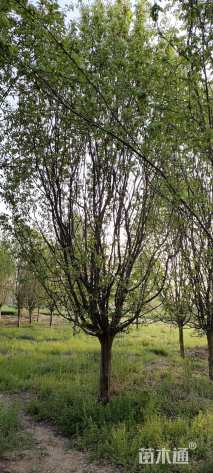 16公分木瓜海棠