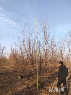 高度500厘米丛生元宝枫
