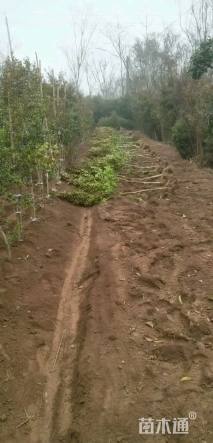 高度120厘米小叶黄杨