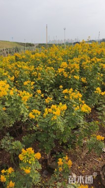 高度20厘米双荚槐