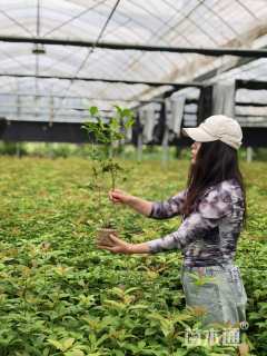 高度50厘米桂花小苗