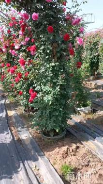 高度300厘米月季