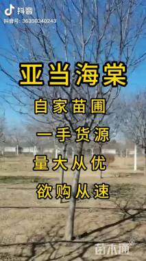 12公分亚当海棠