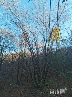 高度80000厘米丁香