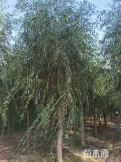 15公分金丝垂柳