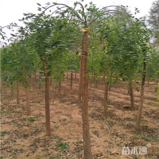 8公分龙爪槐