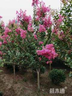高度280厘米美国玫瑰红紫薇