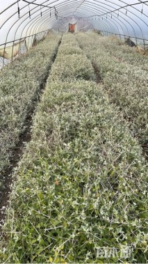 高度25厘米水果兰