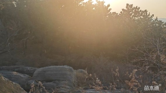 高度700厘米黑松