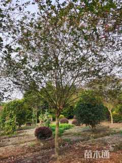 高度400厘米大红紫薇