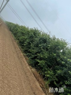 高度500厘米丛生元宝枫