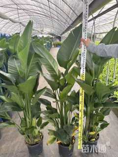 高度60厘米天堂鸟