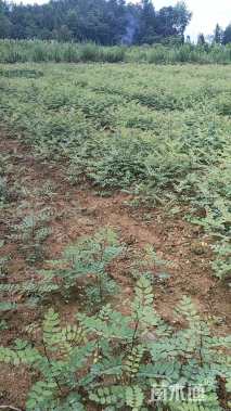 高度100厘米刺槐小苗