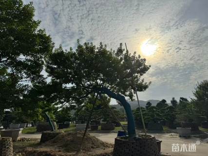 20公分红果冬青