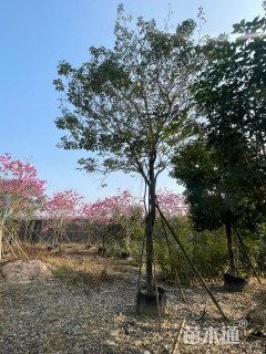 12公分紫花风铃木