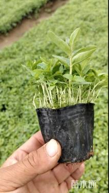 高度15厘米千屈菜