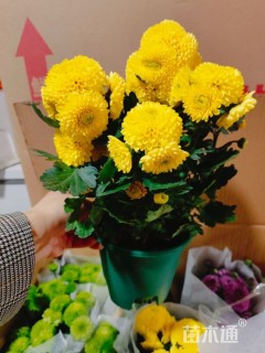 高度30厘米乒乓菊